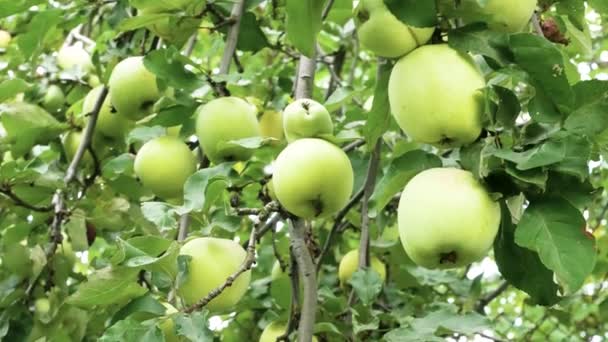 Viele Große Reife Grüne Äpfel Hängen Einem Apfelbaum Garten Anbau — Stockvideo