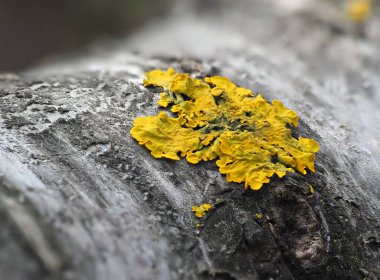 Bir ağacın kabuğunda aşırı derecede sarı liken ve yeşil yosun. Ağaç gövdesi liken ve yosunla kaplı. Sığ odak.