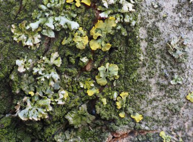 Bir ağacın kabuğunda aşırı derecede sarı liken ve yeşil yosun. Ağaç gövdesi yosun ve liken ile kaplıdır..