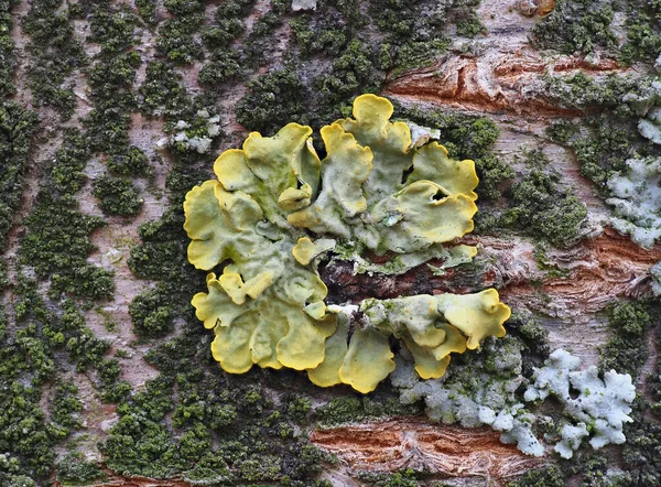 Extrémní Blízkost Žlutého Lišejníku Zeleného Mechu Kůře Stromu Kmen Stromu — Stock fotografie