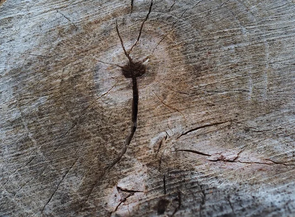 Detailní Záběr Pařezu Sekci Růstovými Kroužky Prasklinami Dřevo Poškozené Počasím — Stock fotografie