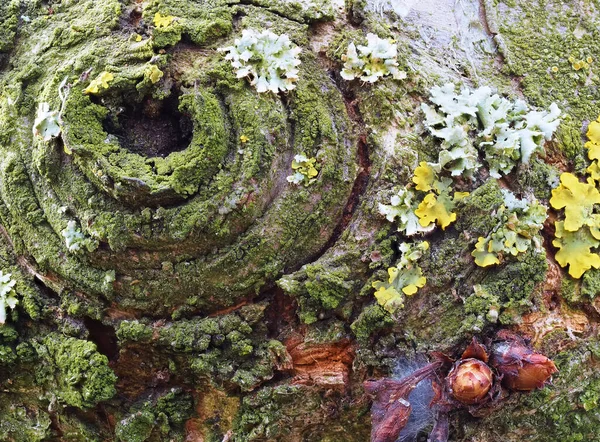 Extrémní Blízkost Žlutého Lišejníku Zeleného Mechu Kůře Stromu Kmen Stromu — Stock fotografie