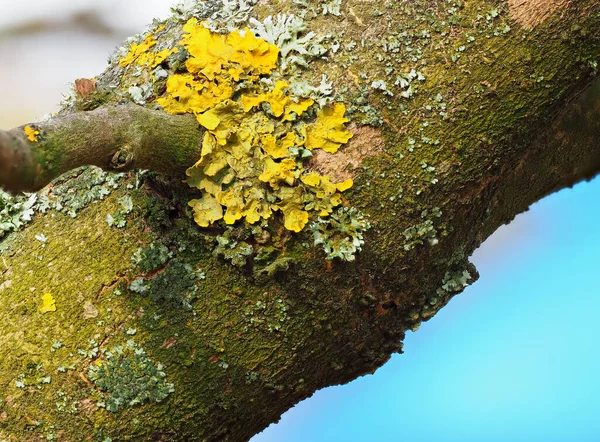 Extrémní Blízkost Žlutého Lišejníku Zeleného Mechu Kůře Stromu Kmen Stromů — Stock fotografie