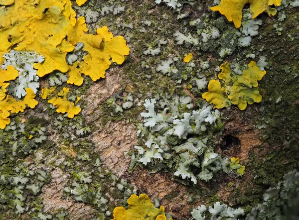 Extreme Close Yellow Lichen Green Moss Bark Tree Tree Trunk — Stock Photo, Image