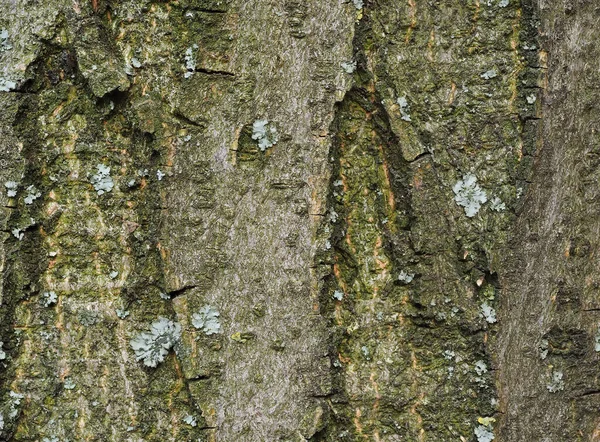 Крайне Крупный План Жёлтого Лишайника Зелёного Мха Коре Дерева Ствол — стоковое фото