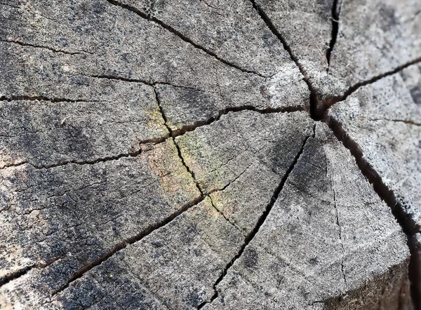 Detailní Záběr Pařezu Sekci Růstovými Kroužky Prasklinami Dřevo Poškozené Počasím — Stock fotografie