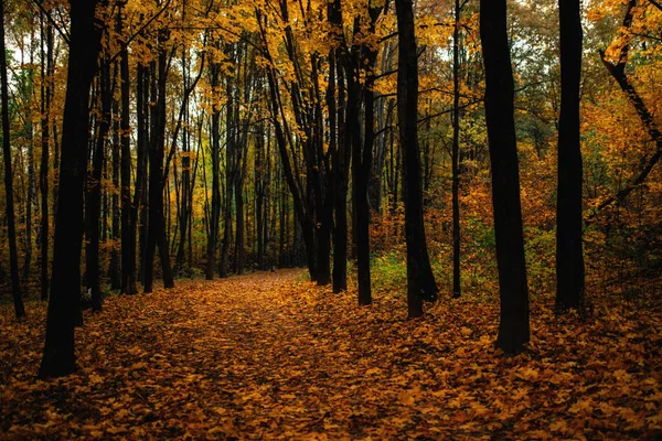 Gouden Herfst Het Bos Een Prachtig Schilderachtig Steegje Tussen Bomen — Stockfoto