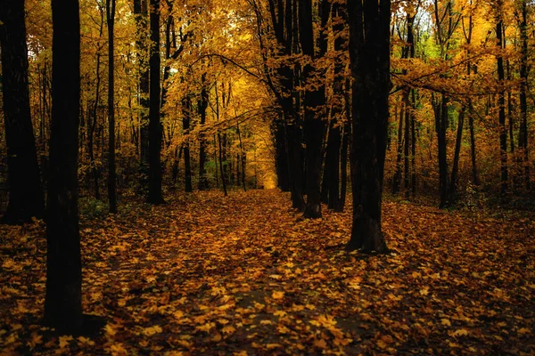 Gouden Herfst Het Bos Een Prachtig Schilderachtig Steegje Tussen Bomen — Stockfoto