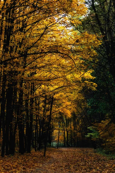 Gouden Herfst Het Bos Een Prachtig Schilderachtig Steegje Tussen Bomen — Stockfoto