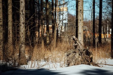 Ormandaki güneşli kış yolu. Kardaki ağaçların güzel gölgeleri. İnsansız doğa