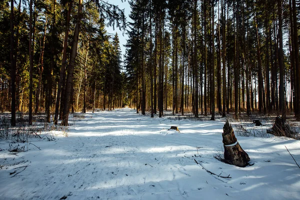 Sendero Invierno Soleado Bosque Hermosas Sombras Los Árboles Nieve Naturaleza — Foto de Stock