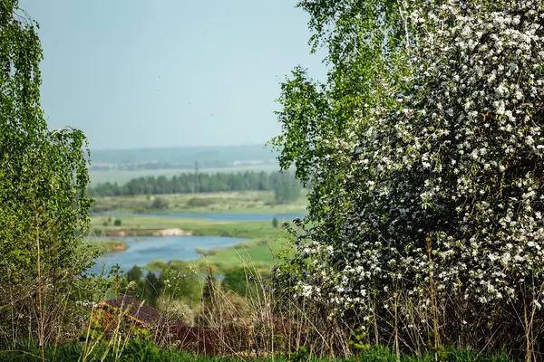 Ein Blühender Apfelbaum Auf Einer Klippe Schöne Aussicht Auf Das — Stockfoto