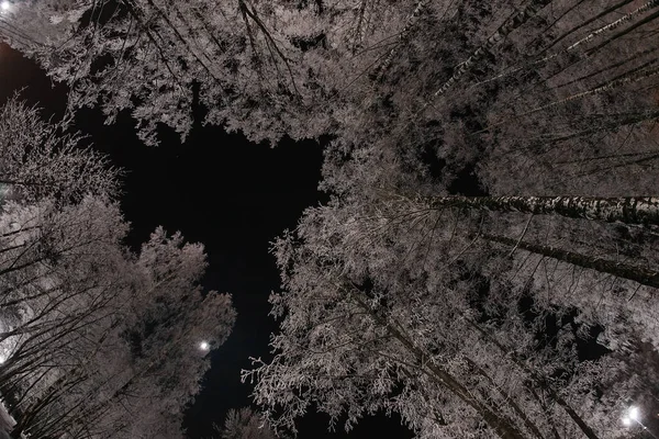 Nachtsteegje Het Park Winter Takken Van Bomen Zijn Bedekt Met — Stockfoto