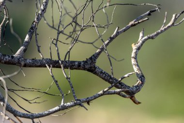 Tecture içermeyen bulanık arkaplanı olan kuru ağaç dalları