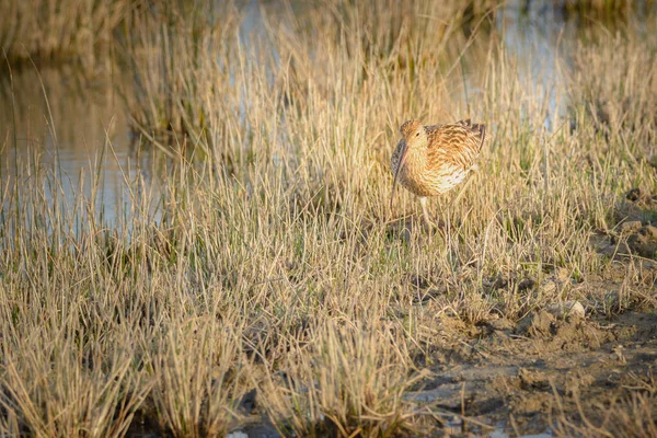 Curlew Euroasiático Numenius Arquata Vadeando Humedal Busca Alimento Parque Natural —  Fotos de Stock