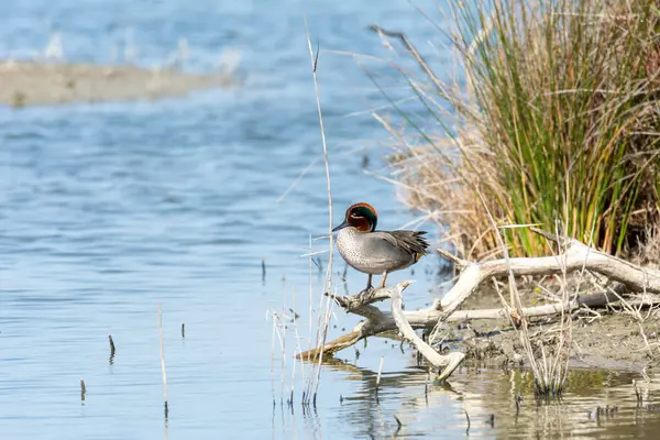 Uccello Acquatico Nel Lago Naturale — Foto Stock