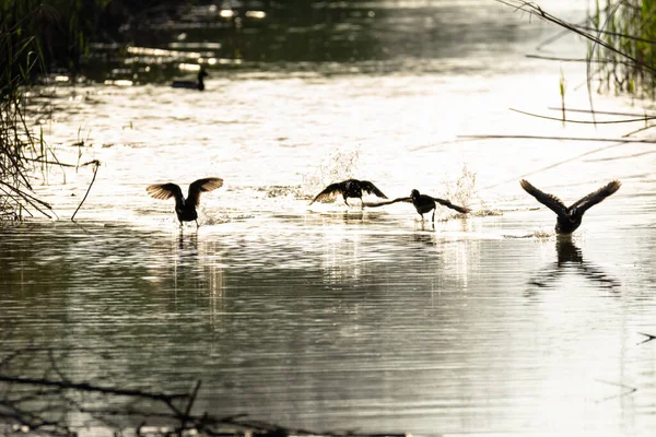 Aves Acuáticas Lago Naturaleza —  Fotos de Stock