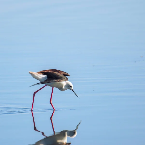 黒羽の竹馬が水の中を歩く — ストック写真