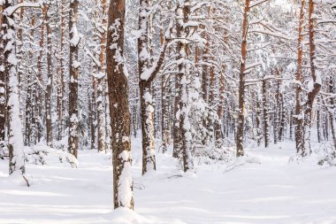 Kışın Çam Ormanı (Polonya)