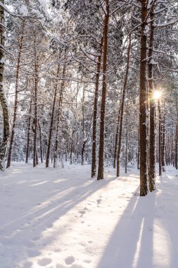 Kışın Çam Ormanı (Polonya)