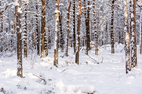 Pine Forest Winter Poland — стоковое фото