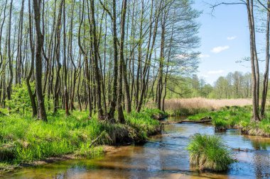 Bledow 'daki güzel nehir Biala Przemsza (Polonya) 