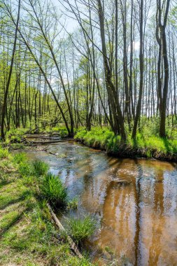 Bledow 'daki güzel nehir Biala Przemsza (Polonya) 