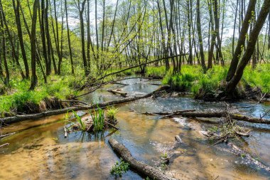 Bledow 'daki güzel nehir Biala Przemsza (Polonya) 