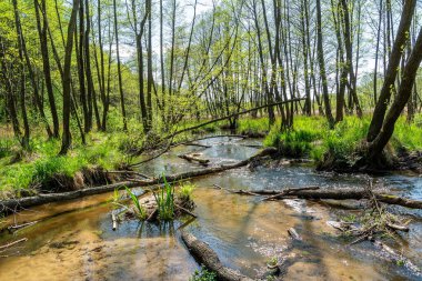 Bledow 'daki güzel nehir Biala Przemsza (Polonya) 