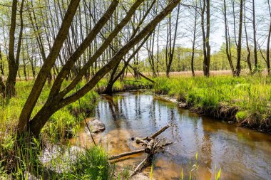 Bledow 'daki güzel nehir Biala Przemsza (Polonya) 
