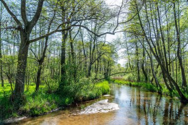 Bledow 'daki güzel nehir Biala Przemsza (Polonya) 