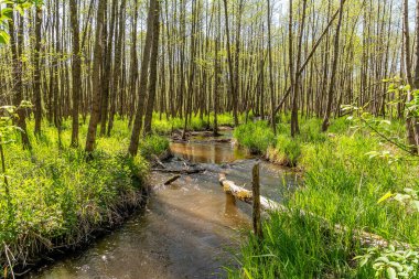 Bledow 'daki güzel nehir Biala Przemsza (Polonya) 