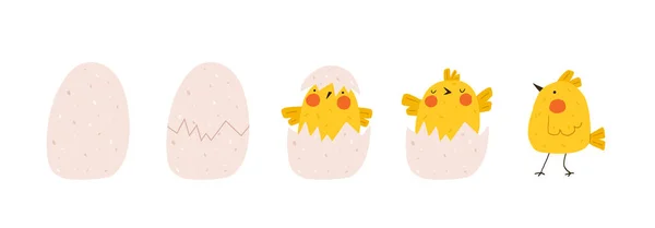 Frango amarelo bonito eclodiu do ovo. Emergência de pintinho engraçado recém-nascido do ovo. Elementos para desenhos de Páscoa. Desenhos animados ilustração vetorial. —  Vetores de Stock