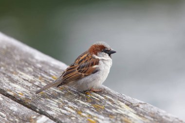 Eurasian tree sparrow or German sparrow bird sitting on a plank. Latin name: Passer montanus