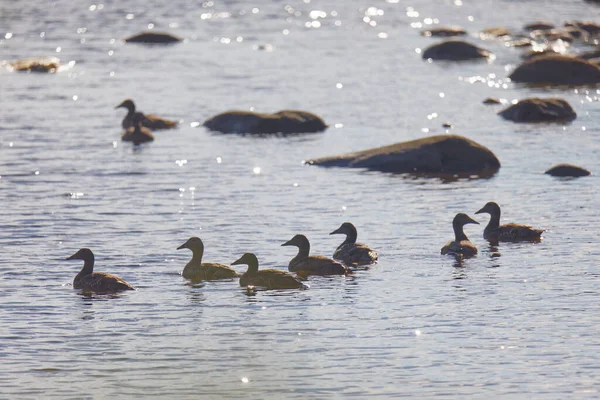 Many Swimming Female Mallards Backlight Latin Name Anas Platyrhynchos — Stockfoto