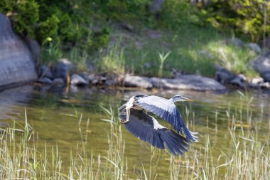 Closeup of a flying Gray Heron just after take off from the lake. Latin name: Ardea cinerea