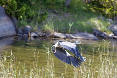 Closeup of a flying Gray Heron just after take off from the lake. Latin name: Ardea cinerea