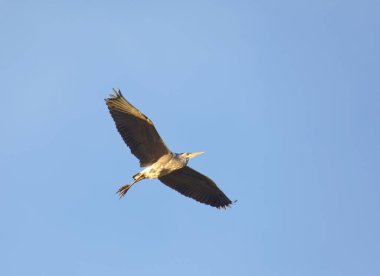 One flying Gray Heron in warm evening light. Latin name: Ardea cinerea