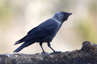Silhouette of a Jackdaw standing on a log, defocused green background. Latin name: Corvus monedula