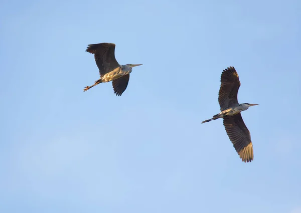 Two Flying Gray Heron Warm Evening Light Latin Name Ardea — стокове фото