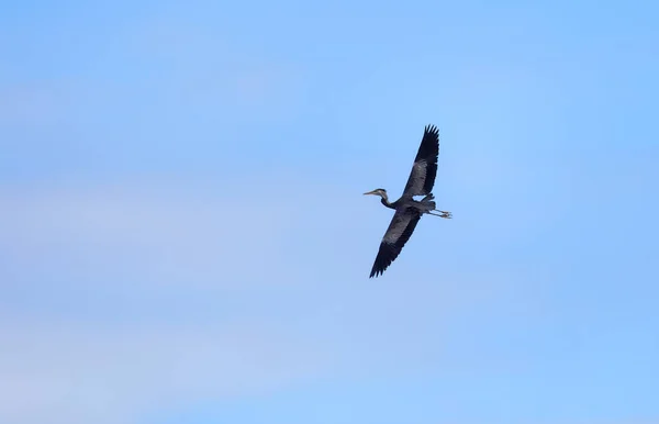 Silhouette One Single Flying Gray Heron Blue Sky Latin Name — Stock Fotó