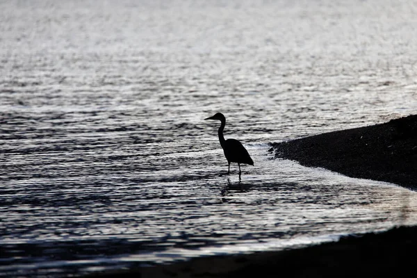 Silhouette Gray Heron Wading Water Latin Name Ardea Cinerea — стокове фото