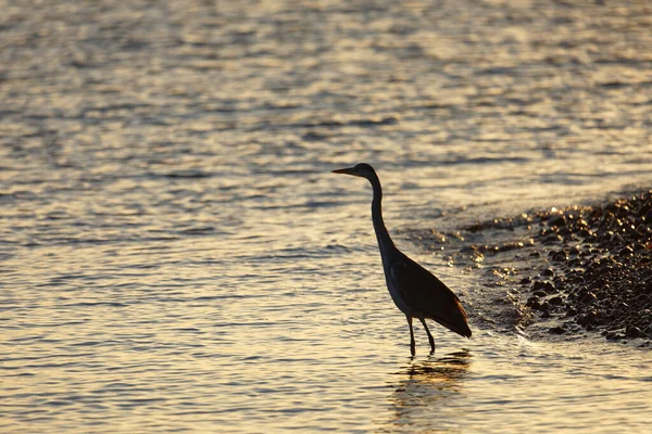 Silhouette Gray Heron Standing Water Warm Morning Light Latin Name — стокове фото