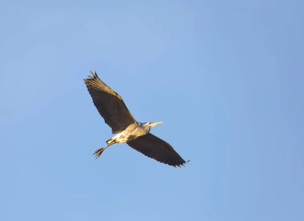 One Flying Gray Heron Warm Evening Light Latin Name Ardea — 스톡 사진