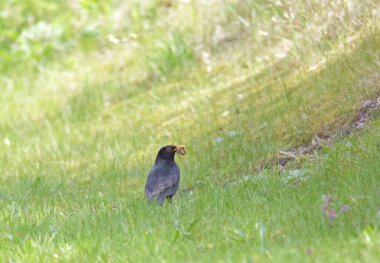 Avrupa karatavuğu (erkek) çimlerin üzerinde oturmuş solucan yiyor. Latince adı: Turdus merula