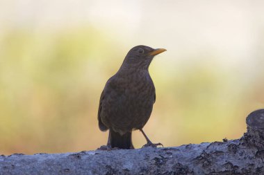 Avrupai karatavuk (dişi) parlak yeşil arka planda bir kütüğün üzerinde oturuyor. Latince adı: Turdus merula