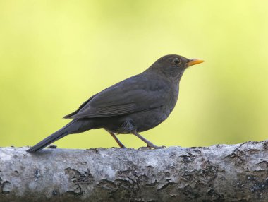 Avrupai karatavuk (dişi) parlak yeşil arka planda bir kütüğün üzerinde oturuyor. Latince adı: Turdus merula
