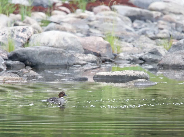 Goldeneye Fågel Simmar Havet Latinskt Namn Bucephala Clangula — Stockfoto