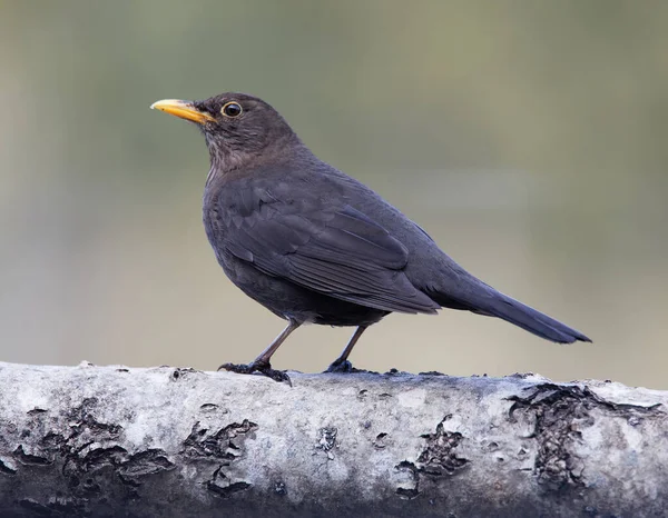 Europäische Amsel Weiblich Sitzt Auf Einem Baumstamm Hellgrünem Hintergrund Lateinischer — Stockfoto