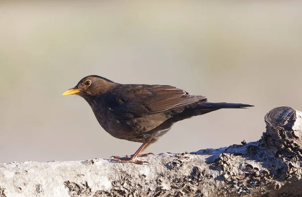 European Blackbird Female Sitting Log Bright Background Latin Name Turdus — Stock Photo, Image